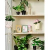 Alocasia