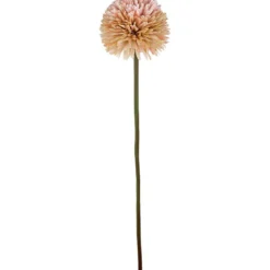 Aster/Callistephus